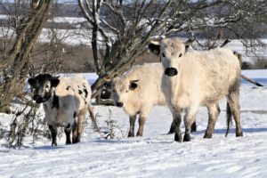 white cattle in a snowy field