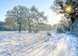 snowy fields with sun peeking through the trees