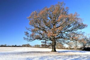 beautiful solitary oak tree in the snow