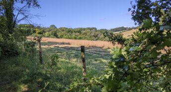 beautiful grassy meadow with woodland beyond