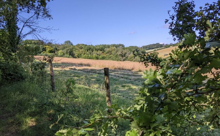 beautiful grassy meadow with woodland beyond