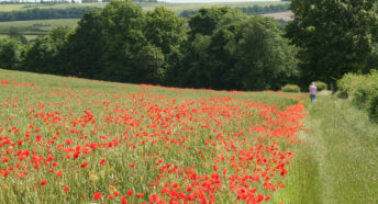 walker on a footpath alongside field of vibrant red poppies