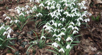 cluster of lovely white snowdrops blooming amidst fallen leaves